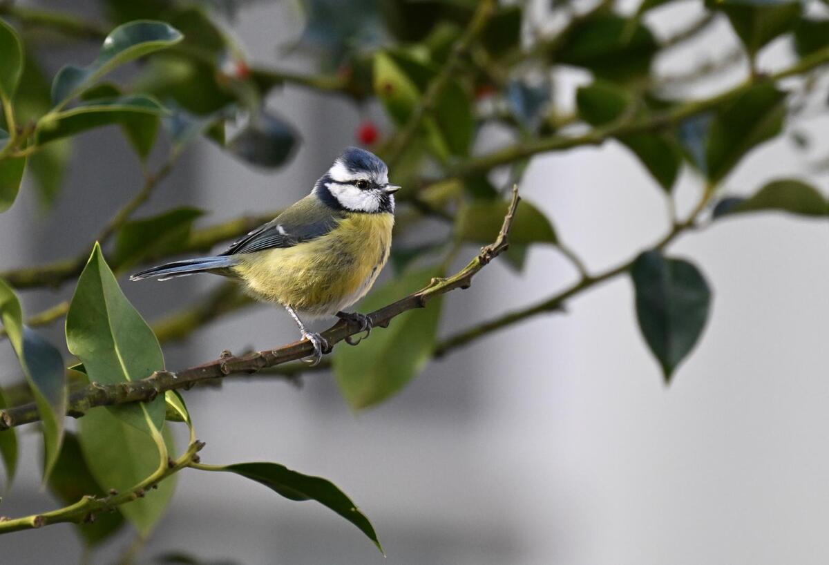 2026-03-17 4 Blue Tit